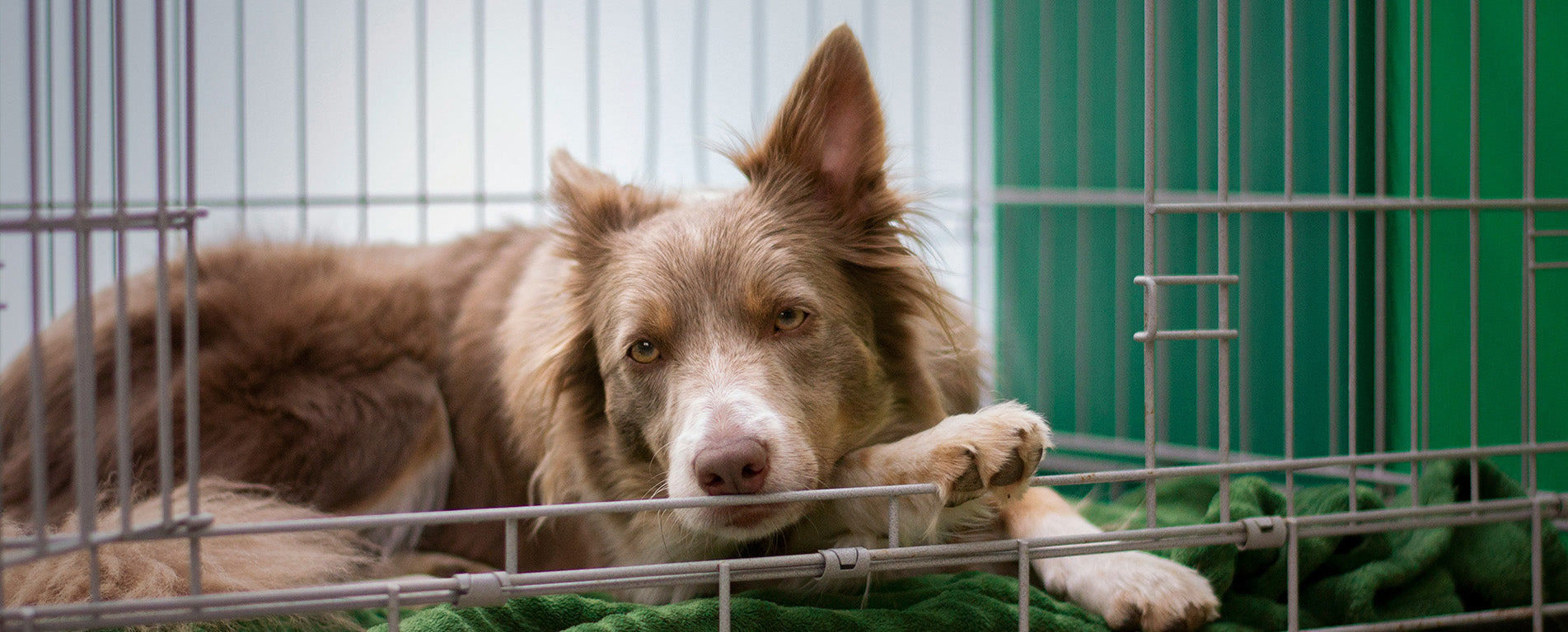 How To Get a Dog Used To A Crate?