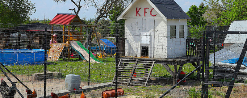 6 Best Chicken Coops Comparison for Large Flocks & Budgets