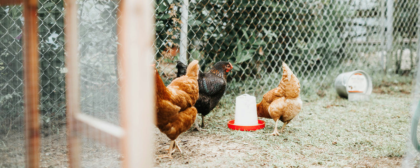 How To Disinfect a Chicken Coop: Step-by-Step Guide